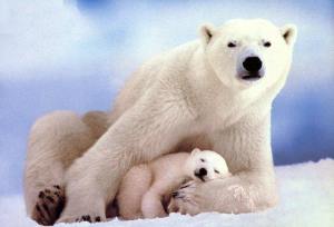polar-bears